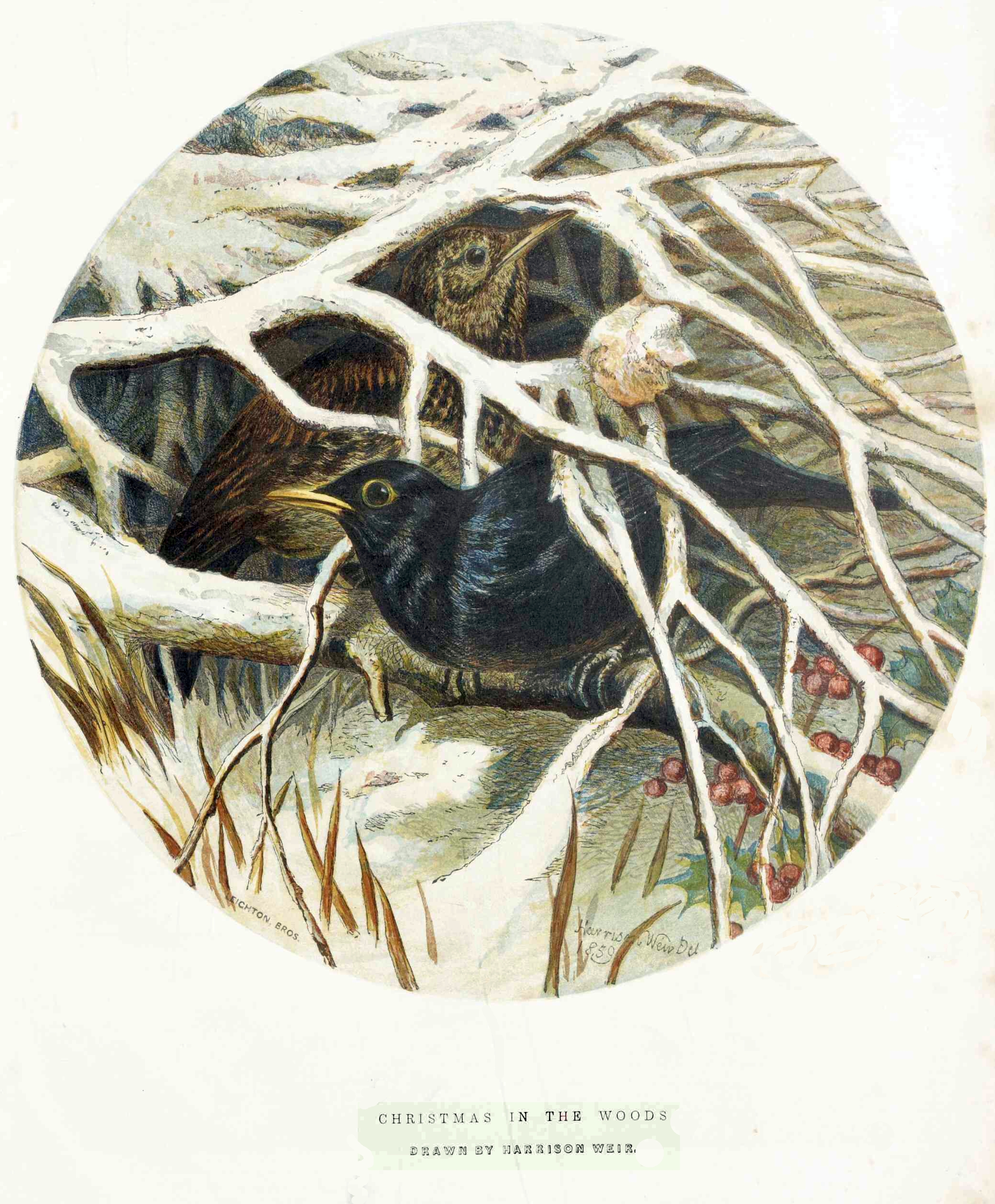 1859 Blackbird